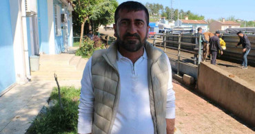 Diyarbakır Canlı Hayvan Borsası Kurbanlık Alımında Yoğunluk