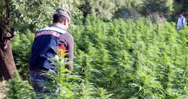 Diyarbakır'da 1 Ton 102 Kilogram Esrar Ele Geçirildi