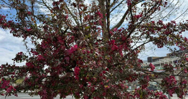 Diyarbakır'da Bahar Gelinliği: Sesbanya Ağaçları Kırmızıya Büründü