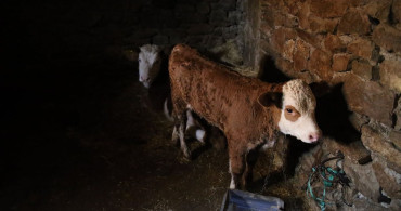 Diyarbakır'da Depremzedeler, Devlet Desteğiyle Hayvan Sayısını Artırıyor