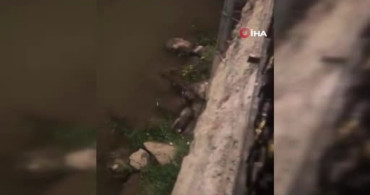 Diyarbakır’da Dicle Nehri’nde su samurları görüntülendi