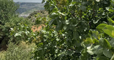 Diyarbakır'da Fıstık Üretimi Artıyor
