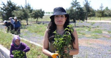Diyarbakır'da Kadınların Emeğiyle Aromatik Bitki Hasadı Gerçekleşti