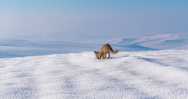 Diyarbakır'da Karla Buzun İçinde Balık Avı