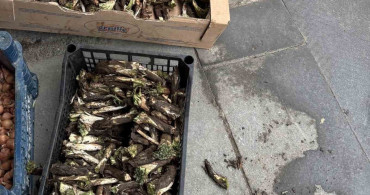 Diyarbakır'da Kenger Hasadı Başladı