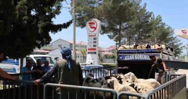 Diyarbakır'da Kurbanlık Seferberliği