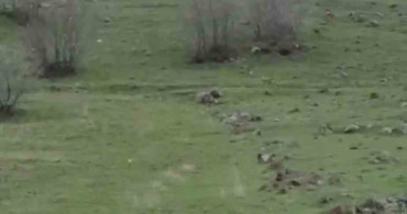 Diyarbakır’da Kurt Sürüsü Görüntülendi