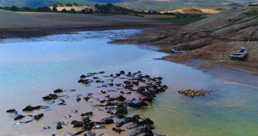 Diyarbakır'da Manda Sayısı Devlet Destekleriyle 21 Bin 500'e Ulaştı