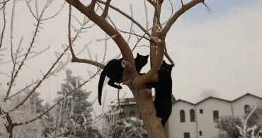 Diyarbakır'da Soğuk Hava Etkisini Gösteriyor