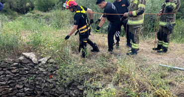 Diyarbakır'da Su Kuyusuna Düşen Yaban Domuzu Kurtarıldı