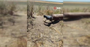 Diyarbakır'da sulama borusundan porsuk çıktı