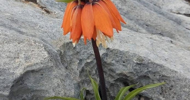 Diyarbakır'da Ters Lale Koruma Cezası 700 Bin Lira