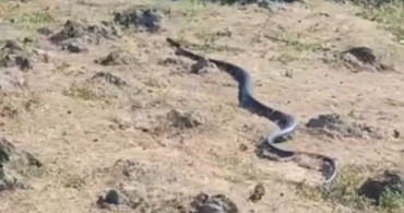 Diyarbakır’da yaklaşık 3 metre uzunluğunda yılan görüntülendi