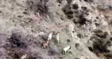 Diyarbakır’ın Çüngüş İlçesinde Dağ Keçileri Sürü Halinde Görüntülendi