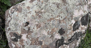 Diyarbakırlılar Yosunları Doğal Kına Olarak Kullanıyor