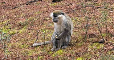 Doğada Maymunla Karşılaşan Vatandaşın Hikayesi
