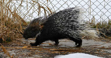 Doğada Nadir Görülen Hint Oklu Kirpi Tedavi Ediliyor