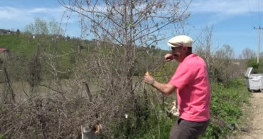Doğadan Gelen Gelenek: Turgut Özcan'ın Balık Sepeti Yapma Sanatı