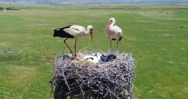 Doğal yaşama enerji veren proje: göçmen kuşlar Dicle Elektrik ile güvende