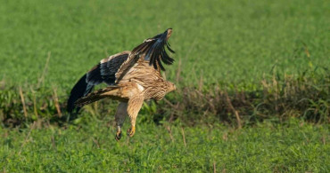 Doğanın Uçan Yırtıcısına Elektronik Takip Projesi