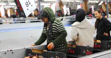 Doğu Akdeniz'den Meyve ve Sebze İhracatındaki Artış