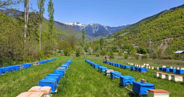 Doğu Karadeniz'de Hava Sıcaklığı Arıcılığı Olumsuz Etkiliyor