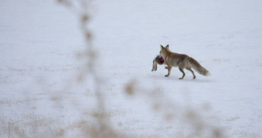 Doğudaki yoğun kar yaban hayatını olumsuz etkiliyor