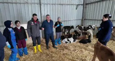 Doğum Sonrası Bakımda Dikkat: Buzağı Ölüm Oranı Nasıl Azaltılır?