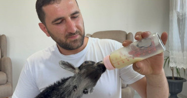 Doğuştan engelli yavru keçiyi sahiplenerek ailelerinin bir ferdi haline getirdiler