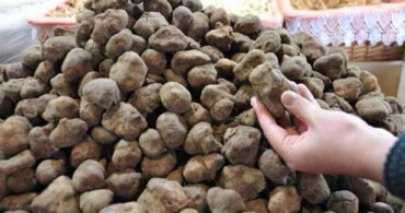 Dolaman Mantarının Faydaları Nelerdir?