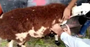 Dolandırıcılığa Kurban Gitti: Pakistan'da Takma Postla Keçi Satıldı