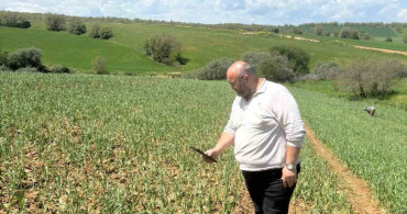 Dolu Yağışı Sonrası Sarımsak Tarlalarında Hasar Tespiti