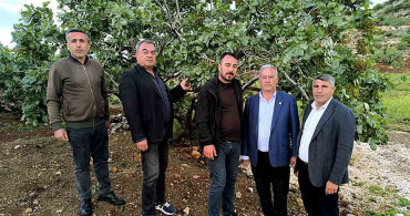 Dolu Yağışlarının Ardından Fıstık Bahçelerinde İnceleme
