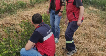 Domaniç’te aronya üretimine yönelik teknik çalışmalar devam ediyor
