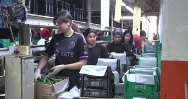 Domates Üretim Planlaması Fiyat İstikrarının Temeli