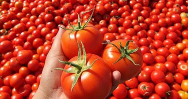 Domatesin Çürümesini Engellemek İçin Ne Yapılabilir?