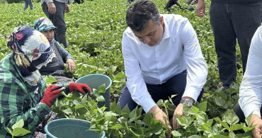 Dörtyol'da Fasulye Hasadı Başladı