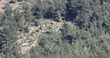 Dron Desteğiyle Kaybolan 50 Küçükbaş Hayvan Bulundu
