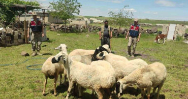 Dron ile Kaybolan Kurbanlıklar Bulundu