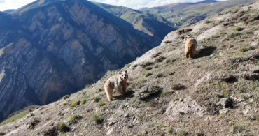 Drone ile Bozayıları Uzaklaştıran Yetiştirici