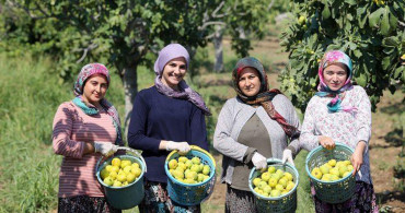 Dünyaca Ünlü Aydın İncirinde Hasat Başladı!