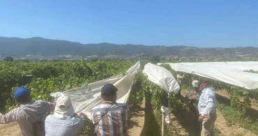 Dünyaca ünlü Sultaniye üzümüne beyaz kalkan