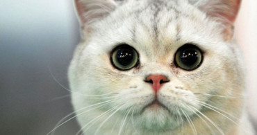 Dünyada İlk Yaşandı: Bir Kedi Koronavirüs Sebebiyle Öldü