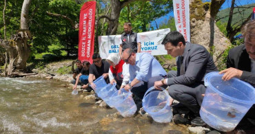 Düzce’de 7 bin 500 kırmızı benekli alabalık yavrusu sularla buluştu