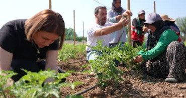 Düzce'de ata tohumu üretimi büyüyor