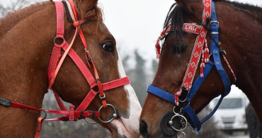 Düzce'de Atlı Safari Coşkusu