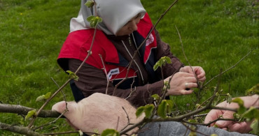 Düzce'de Fındık Üreticilerine Kozalak Akarı ve Külleme Uyarısı