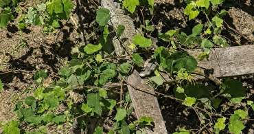 Düzce'de itfaiye ekipleri iguana kurtardı