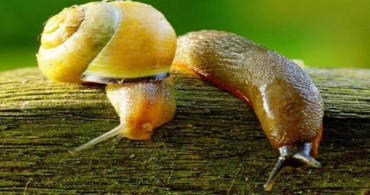 Düzce'de Salyangoz ve Sümüklü Böcek Uyarısı Yapıldı