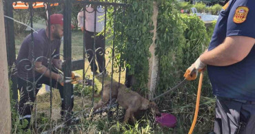 Düzce'de sıkışan köpek itfaiye tarafından kurtarıldı
